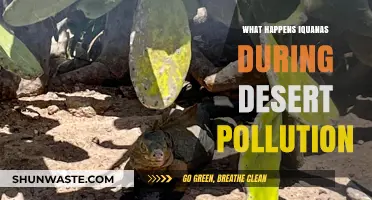 Iguanas: Surviving Desert Pollution