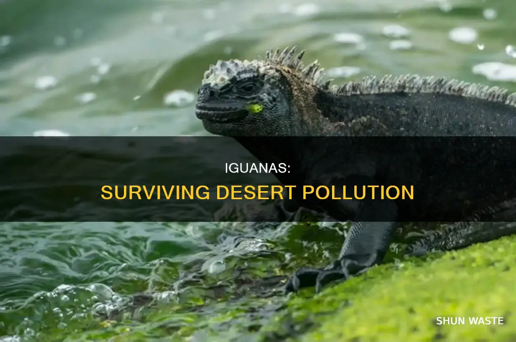 what happens iquanas during desert pollution