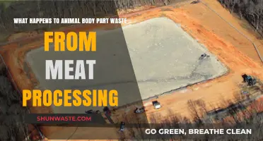 Animal By-Products: The Fate of Meat Processing Waste Explained