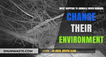 How Human-Induced Environmental Changes Impact Wildlife and Ecosystems