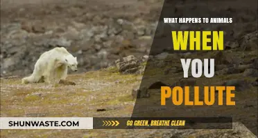 The Impact of Pollution on Animals