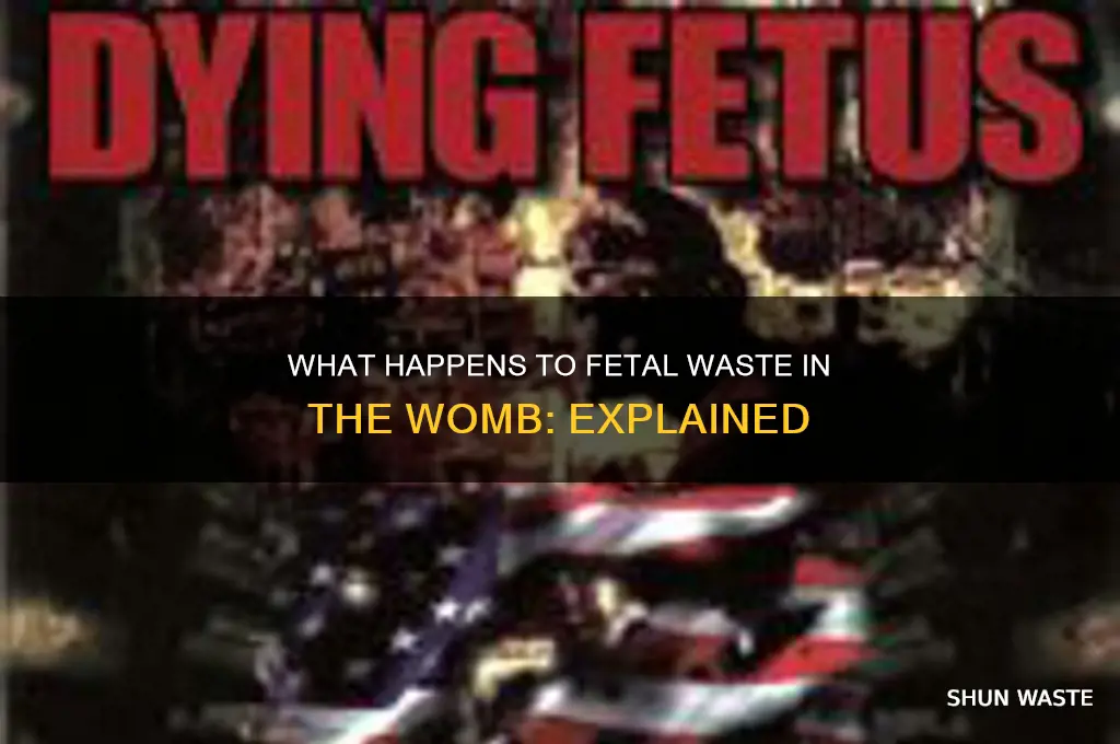 what happens to babies waste in womb