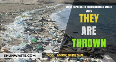 Biodegradable Waste's Journey: From Trash to Natural Decomposition Explained