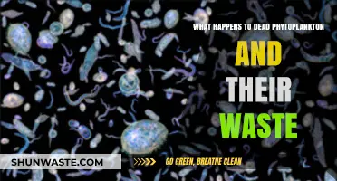 Phytoplankton's Posthumous Journey: Decomposition, Waste, and Ocean Impact Explained