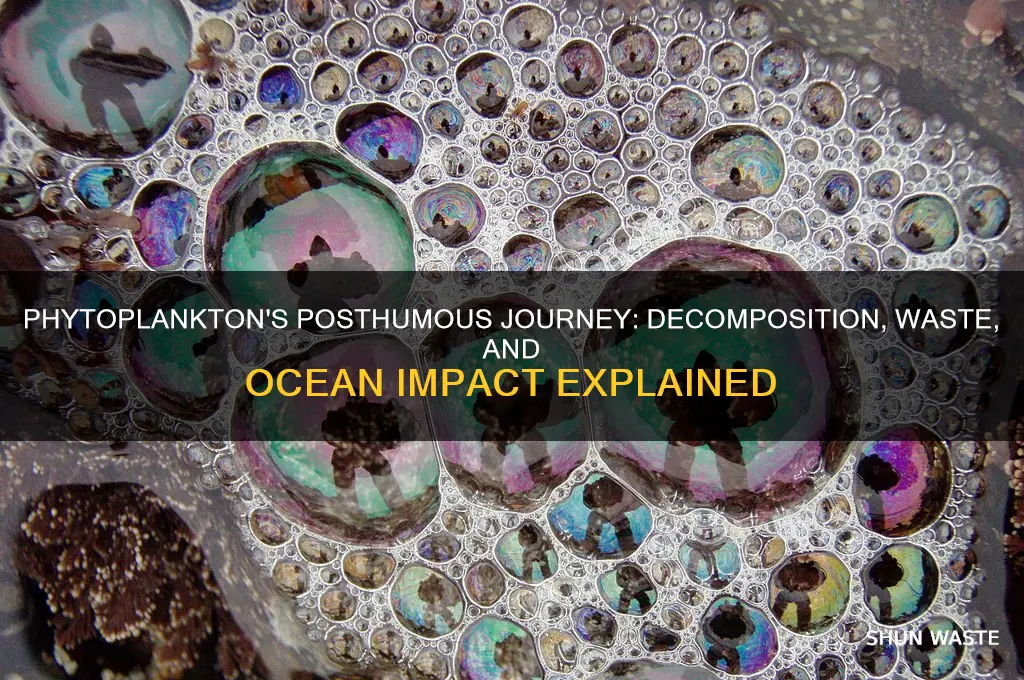 what happens to dead phytoplankton and their waste