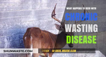 Chronic Wasting Disease in Deer: Symptoms, Spread, and Ecological Impact