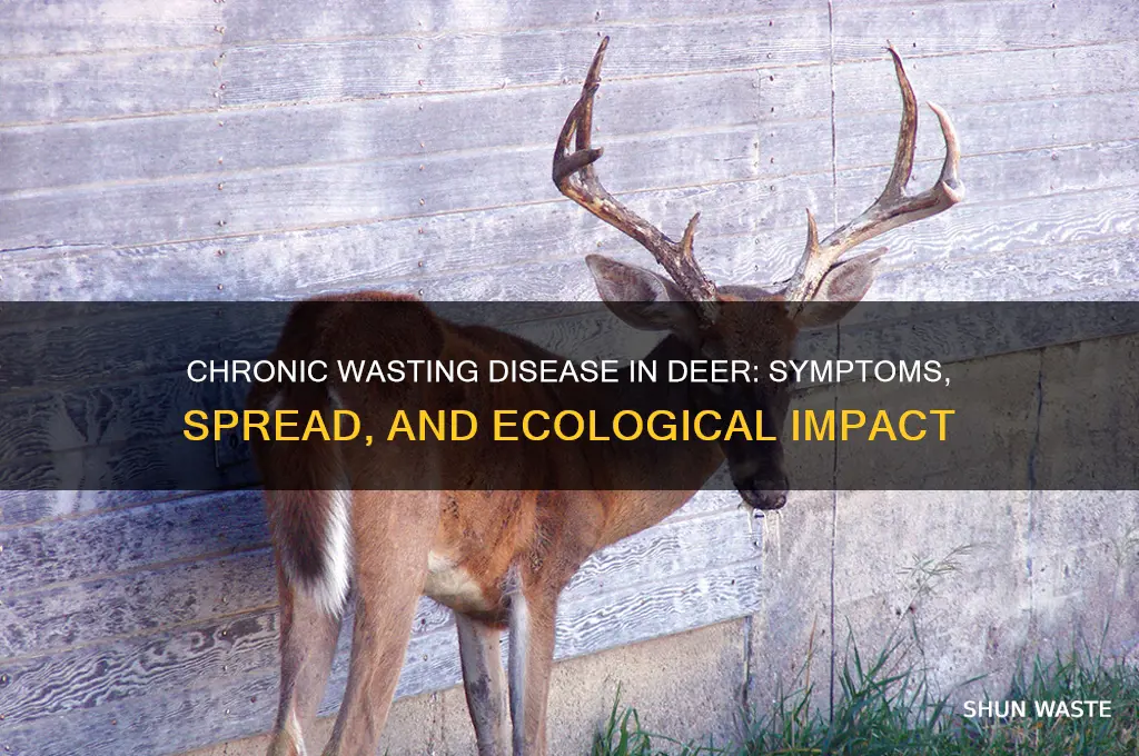 what happens to deer with chronic wasting disease