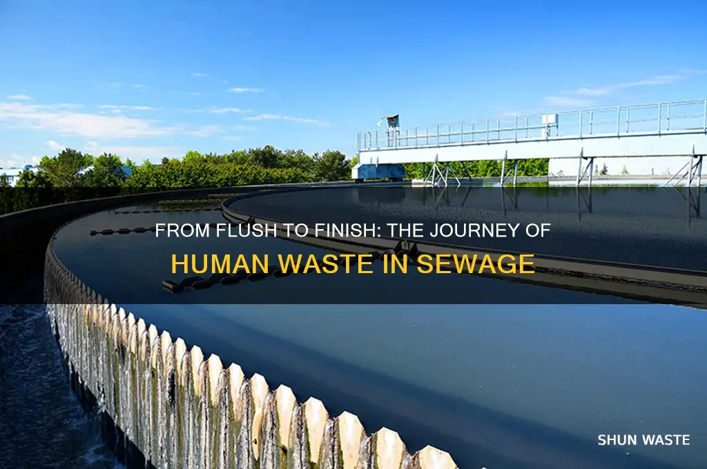 what happens to human waste in sewage