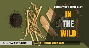 Nature's Disposal: How Human Waste Decomposes in the Wild