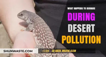 Iguanas: Surviving Desert Pollution
