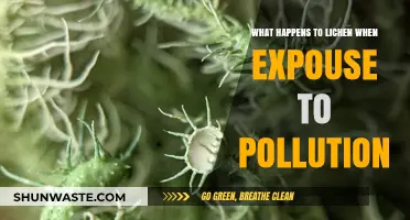 Lichen: Pollution's Unseen Victims