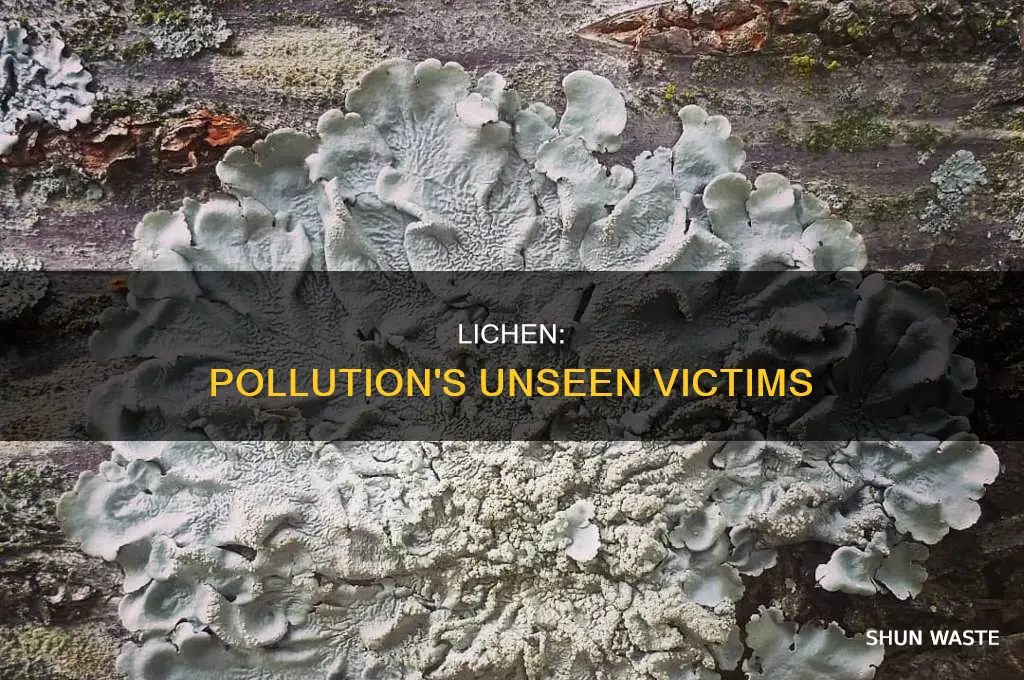 what happens to lichen when expouse to pollution