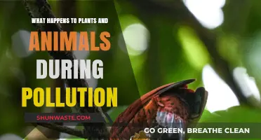 The Impact of Pollution on Nature's Balance