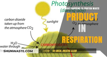 Proton Waste Fate: Unraveling Respiration's Hidden Energy Pathways