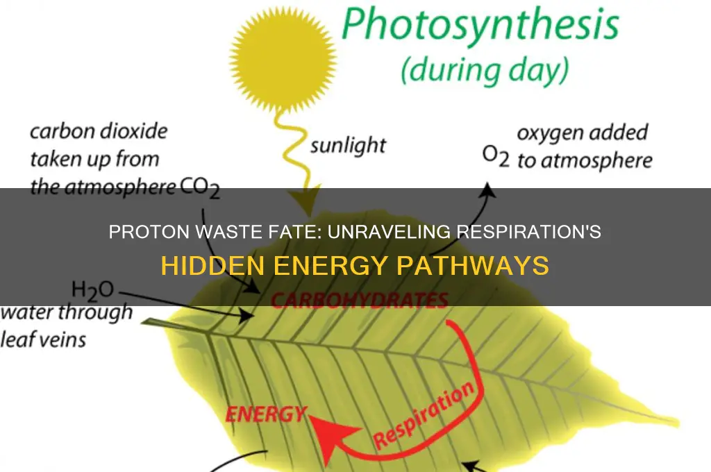 what happens to proton waste priduct in respiration