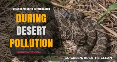 Rattlesnakes: Surviving Pollution in Desert Ecosystems