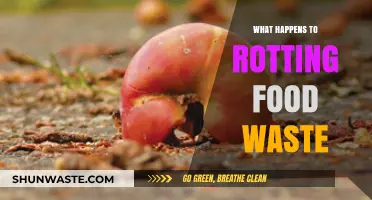 From Decay to Renewal: The Surprising Journey of Rotting Food Waste