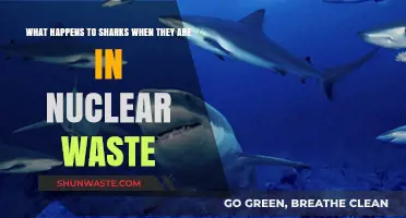 Nuclear Waste's Impact on Sharks: Unveiling the Hidden Consequences