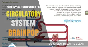 Solid Waste in the Circulatory System: BrainPOP Explains the Process