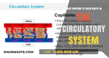 Solid Waste in the Circulatory System: Understanding Its Fate and Impact
