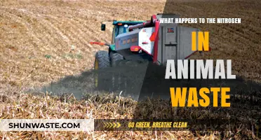 Nitrogen's Journey: Transforming Animal Waste into Environmental Impact