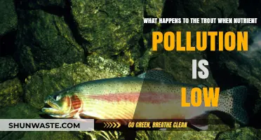 Trout Thrive in Low-Nutrient Waters