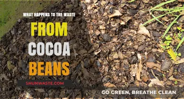 Cocoa Bean Waste: Uncovering Its Surprising Uses and Environmental Impact