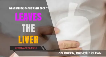 Liver's Waste Journey: From Detoxification to Elimination Explained
