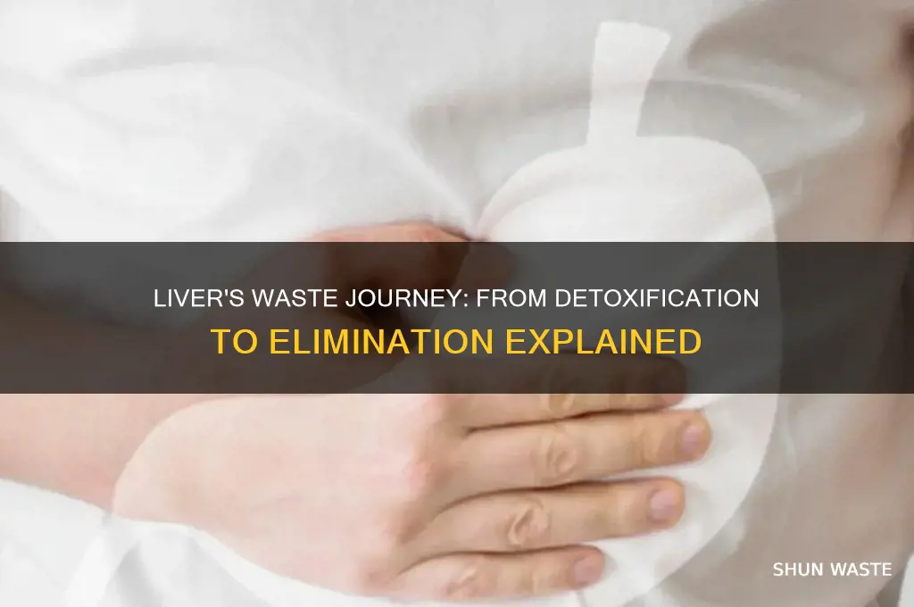 what happens to the waste once it leaves the liver