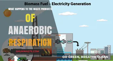 Anaerobic Respiration Waste: Unveiling the Fate of Byproducts in Cells