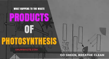 Unveiling the Fate of Photosynthesis Byproducts: A Journey Beyond Plants