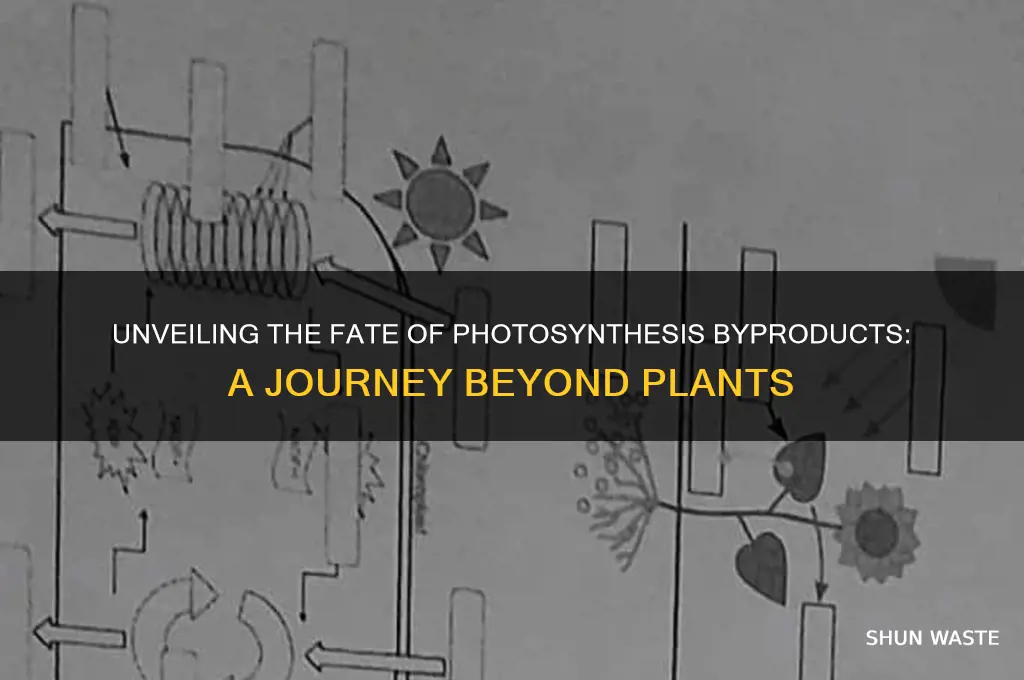 what happens to the waste products of photosynthesis