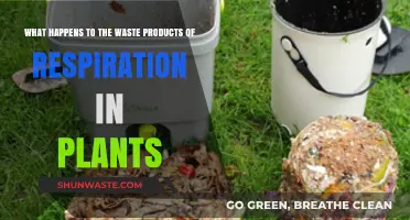 Plant Respiration Waste: Fate and Role in Ecosystem Cycles