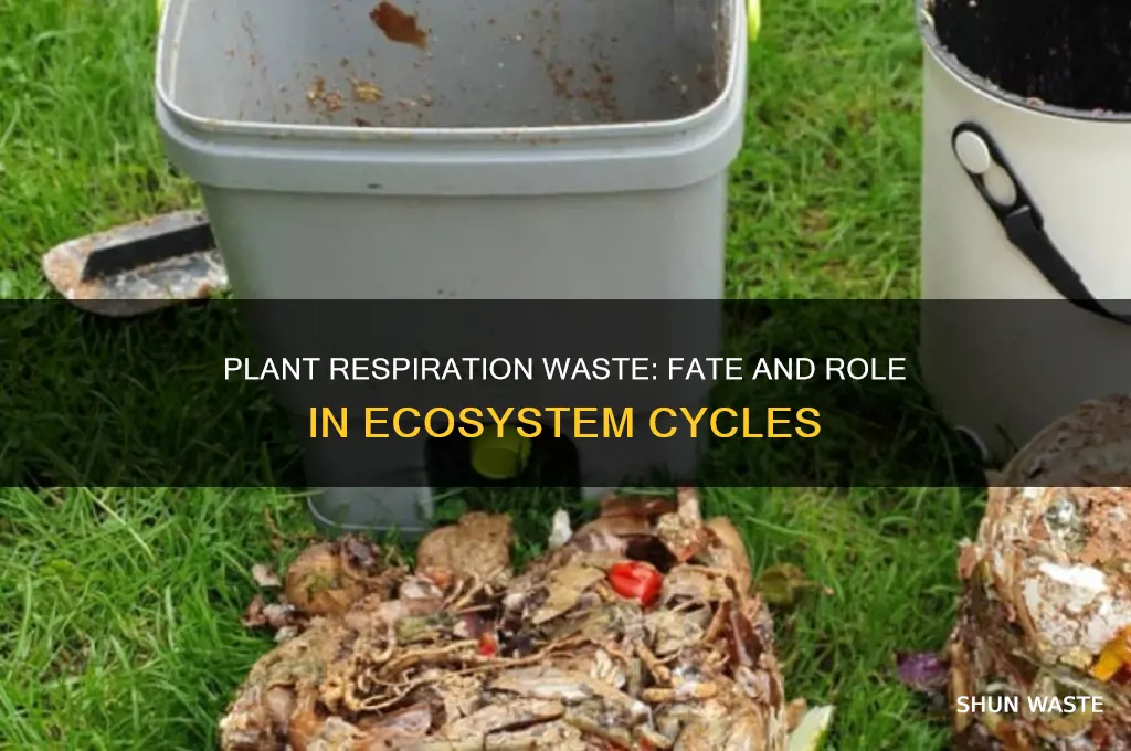 what happens to the waste products of respiration in plants