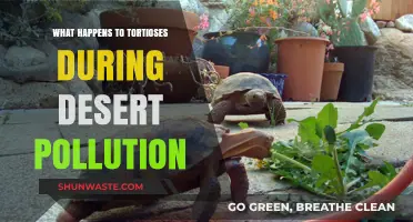 Impact of Desert Pollution on Tortoises