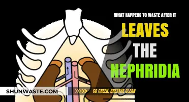 Waste's Journey Beyond Nephridia: Unveiling the Post-Excretion Process