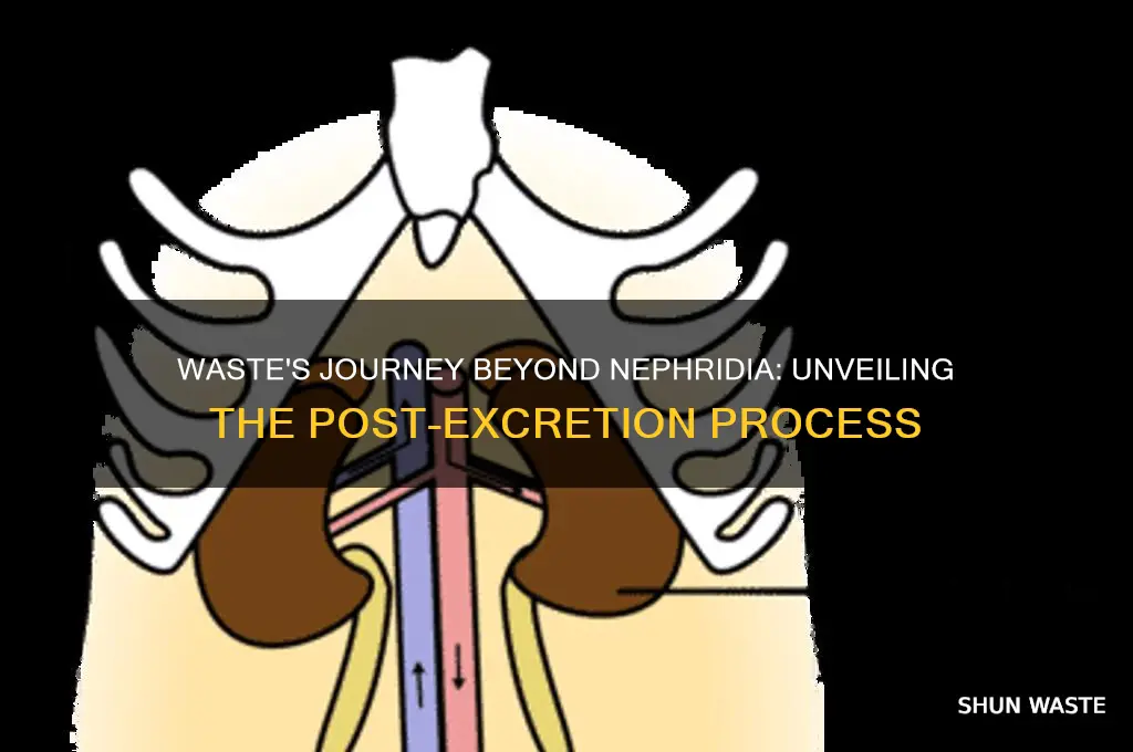 what happens to waste after it leaves the nephridia