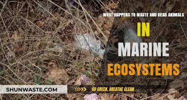 Marine Waste and Dead Animals: Ecosystem Impacts and Decomposition Processes