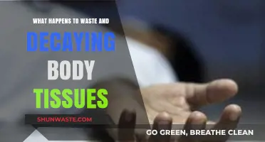 Decay and Disposal: The Fate of Waste and Body Tissues