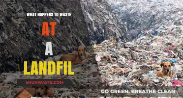 Landfill Waste Journey: Decomposition, Environmental Impact, and Recycling Processes