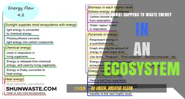 Ecosystem Energy Loss: Uncovering the Fate of Wasted Energy