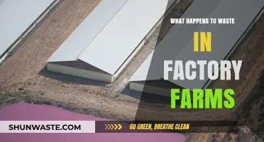 Factory Farm Waste Disposal: Environmental Impact and Hidden Consequences