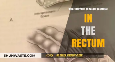 Understanding Rectal Waste: What Happens to Material in the Rectum