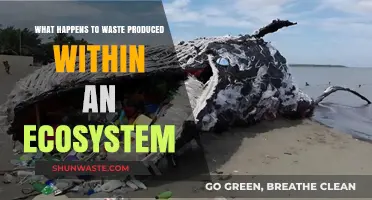 Ecosystem Waste: Decomposition, Recycling, and Environmental Impact Explained