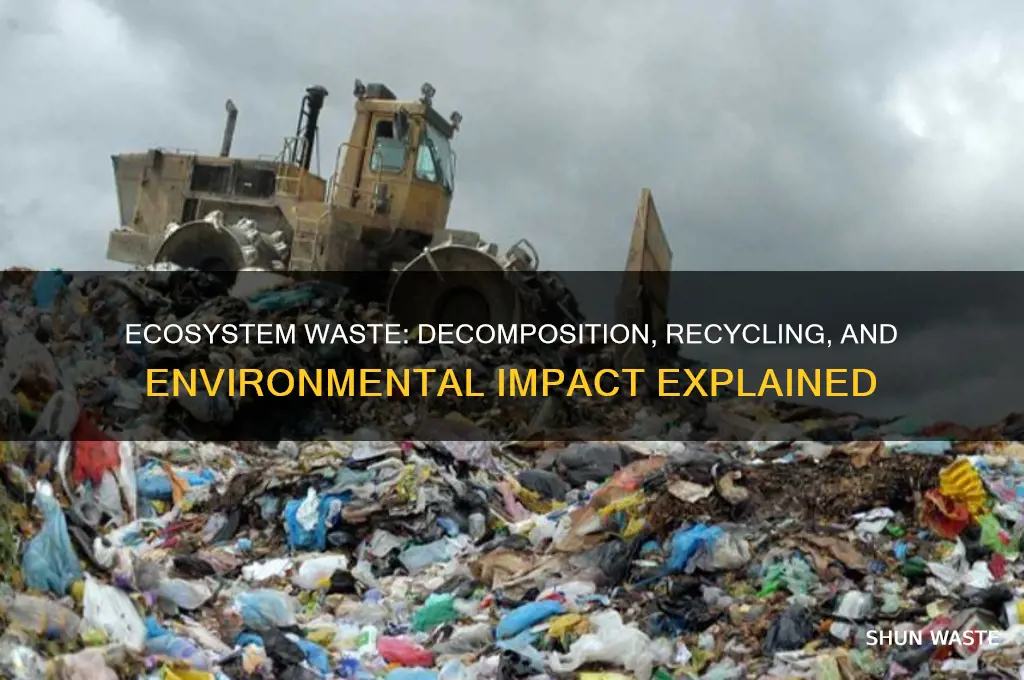 what happens to waste produced within an ecosystem