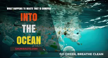 Ocean's Burden: The Devastating Impact of Dumped Waste on Marine Life
