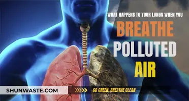 Breathing Polluted Air: Damaging Your Lungs