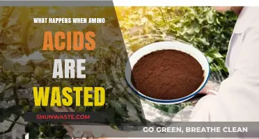 Wasted Amino Acids: Consequences for Muscle, Metabolism, and Overall Health