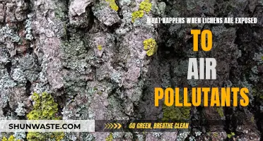 Lichen's Response to Air Pollution: A Natural Indicator