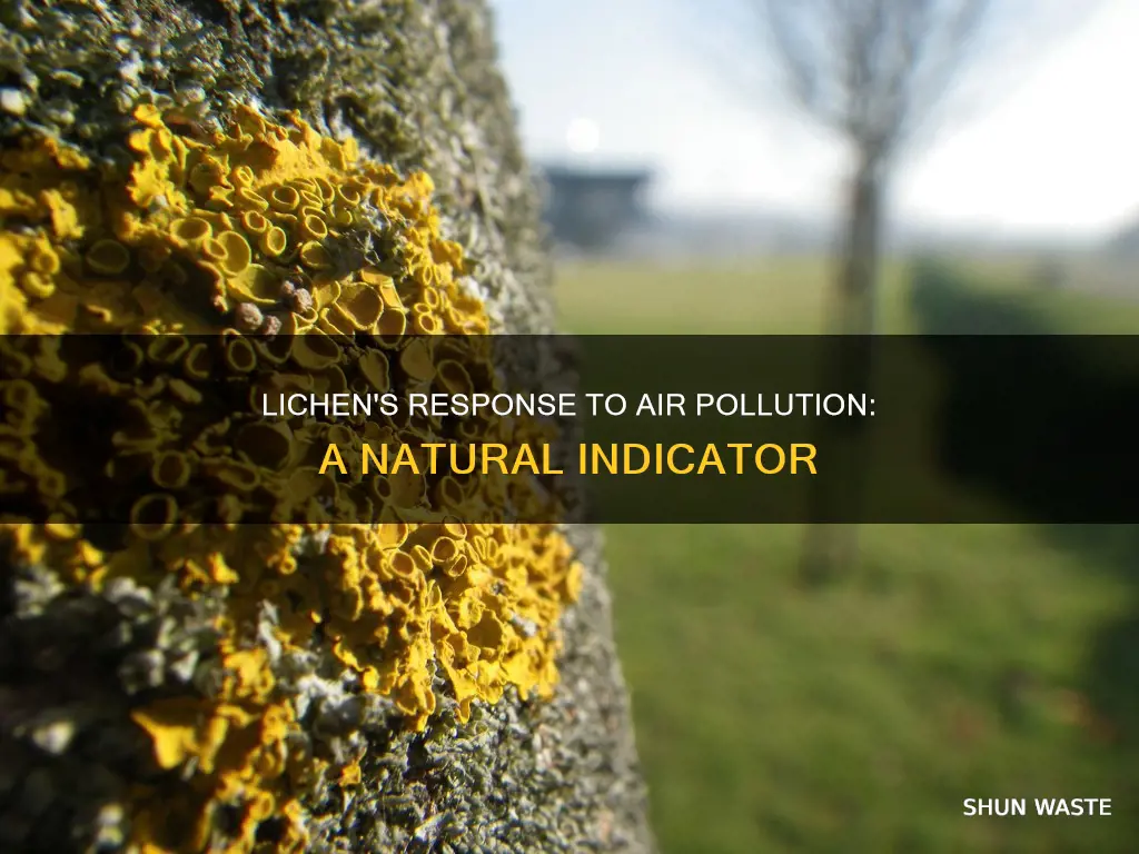 what happens when lichens are exposed to air pollutants